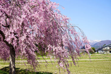 10 WEEPING HIGAN CHERRY Tree Japanese Prunus Subhirtella Pendula Pink Flower Seeds